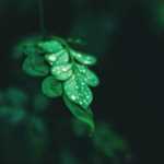 Eco-Green Cleaning And Maintenance